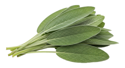 Isolated Fresh Sage Bundle