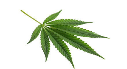 Isolated Cannabis Leaf