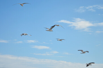 Flock of seagulls flying in the blue sky with white light clouds .Nature ,fauna ,wild bird,seagulls, wildlife  protection