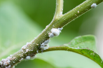 Mealybug infestation spread across plant, cottony clusters feed on stem leaf junctions. Sap sucking pests weakening host, causing yellowing and decay, indoor gardening threat, pest control urgency