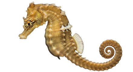 Isolated Seahorse with Curled Tail