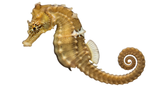 Isolated Seahorse with Curled Tail