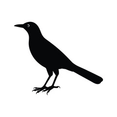 A grackle silhouette vector illustration.