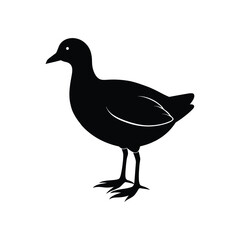 A moorhen bird silhouette vector illustration.
