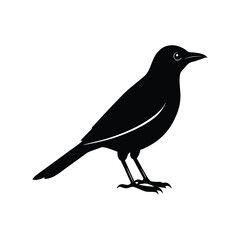 An oriole bird silhouette vector illustration.
