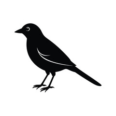 A shrike bird silhouette vector illustration.
