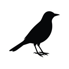 A thrush bird silhouette vector illustration.
