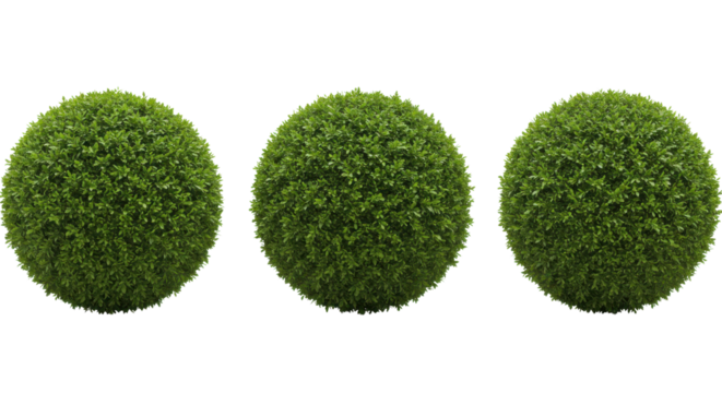 Three green topiary balls in a row isolated PNG with Transparent Background