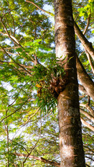 photo of tall, shady trees in a park