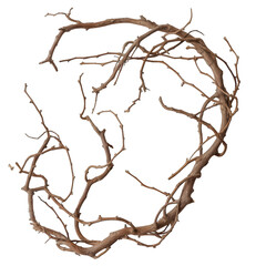 Branche de lierre sur fond transparent
