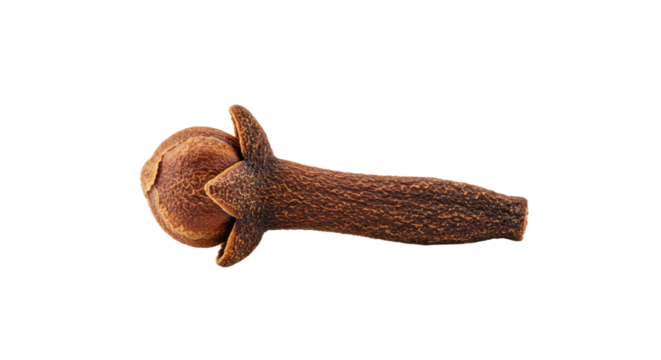 Single Dried Clove Spice Isolated 1.