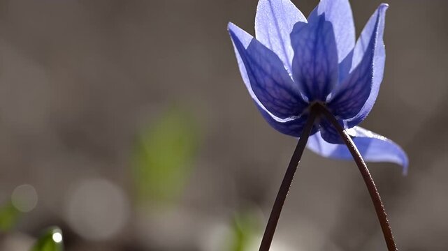 A beautiful close up shot capturing the delicate blue violet blossoms of the common hepatica also known as anemone hepatica or hepatica nobilis flourishing as one of the very first spring