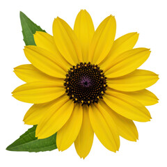Bright Yellow Black-eyed Susan Flower with Green Leaf Isolated on White Background