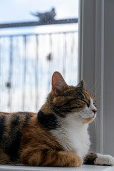 Cat relaxing by a window with blurred pigeon