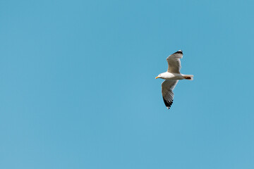 Beautiful white seagull soaring in the clear blue sky, enjoying its freedom and the vastness of the open air