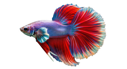 Isolated Betta Fish