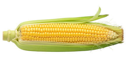 Isolated Ear of Corn