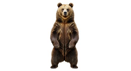 Isolated Brown Bear Standing