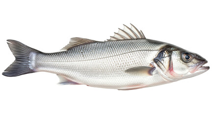 Isolated Sea Bass Fish
