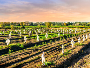 sunset or sunrise landscape of a green summer garden on a fruit tree plantation with green leaves...