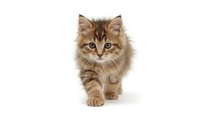 Obraz premium Kitten, an adorable brown tabby, walks charmingly on a white background. Suitable for pet blogs, children's books, and social media posts.