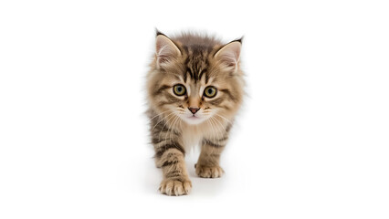 Kitten, an adorable brown tabby, walks charmingly on a white background. Suitable for pet blogs, children's books, and social media posts.