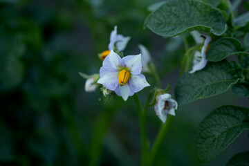 A blooming potato plant displays white flowers with yellow centers, surrounded by lush green leaves. This natural beauty thrives in a vibrant garden, emphasizing the cycle of life in agriculture.