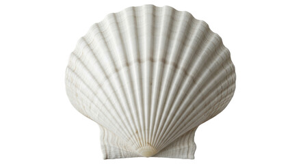 Isolated White Scallop Shell
