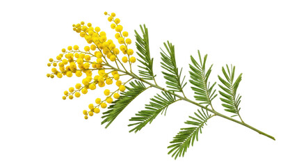 Isolated Mimosa Branch