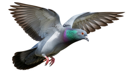 Isolated Pigeon in Flight