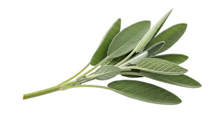 Isolated Sage Herb