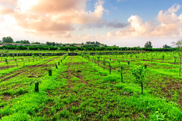 beautiful evening in a green field plantation of young plants and trees of a farmland garden with...