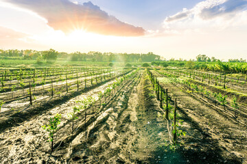 panoramic agricultural landscape with gerden rows of trees in italian fruit plantation in Sicily,...