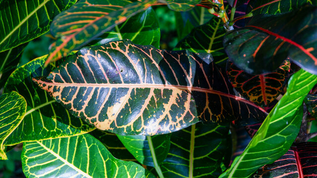 photo of croton plant in a garden