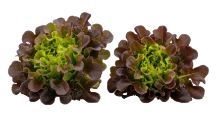Isolated Red Leaf Lettuce