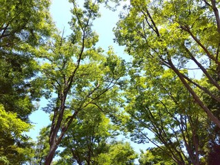新緑の欅と梅雨の晴れ間の青空風景