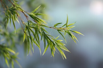 Obraz premium Close-up of vibrant green bamboo leaves