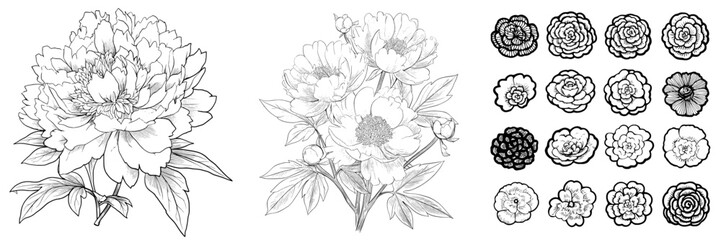 A collection of solo peonies is presented in 21 distinct styles, featuring adorable hand-drawn flowers with modern illustrations that consist of only white outlines