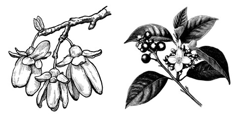 Fototapeta premium The Cananga ylang-ylang is depicted in a modern graphic black and white isolated sketch illustration