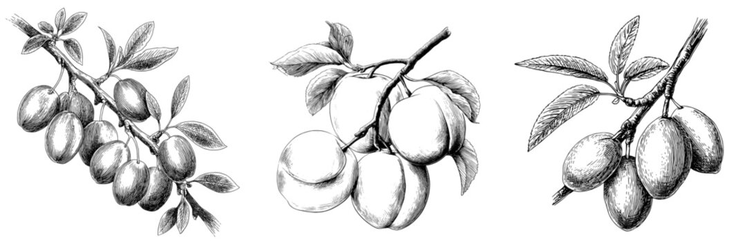 A modern illustration of an apricot fruit on a branch is presented in a black and white isolated graphic sketch