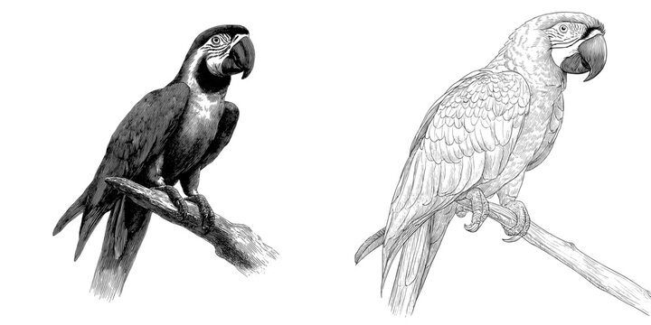 The image showcases a black and white sketch of a parrot perched on a branch, created using a modern hand drawn technique, specifically a tropical ara parrot