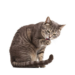 Domestic cat grooming itself in a playful pose on white background  