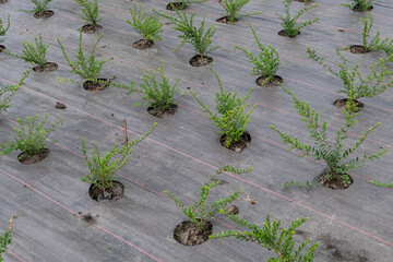 It shows a grid of young plants sprouting through weed control fabric. It represents early growth...