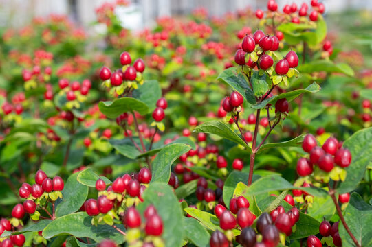 This vibrant red-fruited hypericum plant, with its lush green leaves and colorful fruits, is ideal for botanical, horticultural, or nature-themed visual collections.
