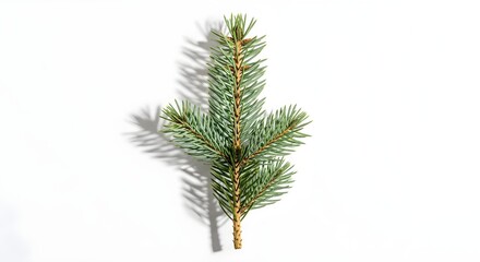 Lone fir tree branch with green needles displayed on a white background. Natural evergreen plant for holiday concept.