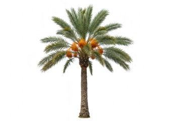 A mature date palm tree laden with clusters of ripe orange fruit displays its characteristic green fronds against a plain transparent background