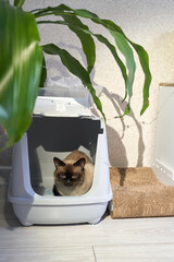 Siamese cat relaxing in litter box under indoor plant in cozy home corner.