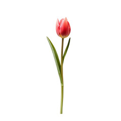 Single, vibrant pink tulip, upright stem,  green leaves