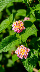 photo of lantana flower plant in a garden