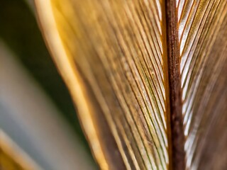 close up of a book. plant, nature, abstract, leaf, palm, grass, texture, tree, pattern, tropical, summer, closeup, lines, leaves, close-up, green, garden, color